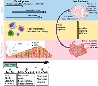 Frontiers | The Developing Microbiome From Birth To 3 Years: The Gut ...